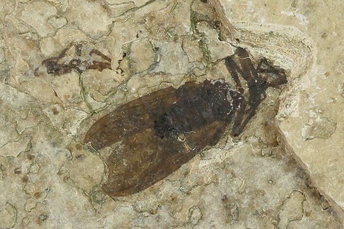 Fossil March Fly (Plecia) - Green River Formation #135899